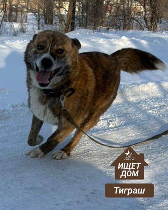 Собаки в поиске хозяев!