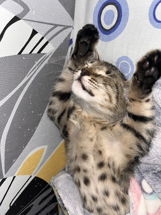 Кошки/котенок уральск