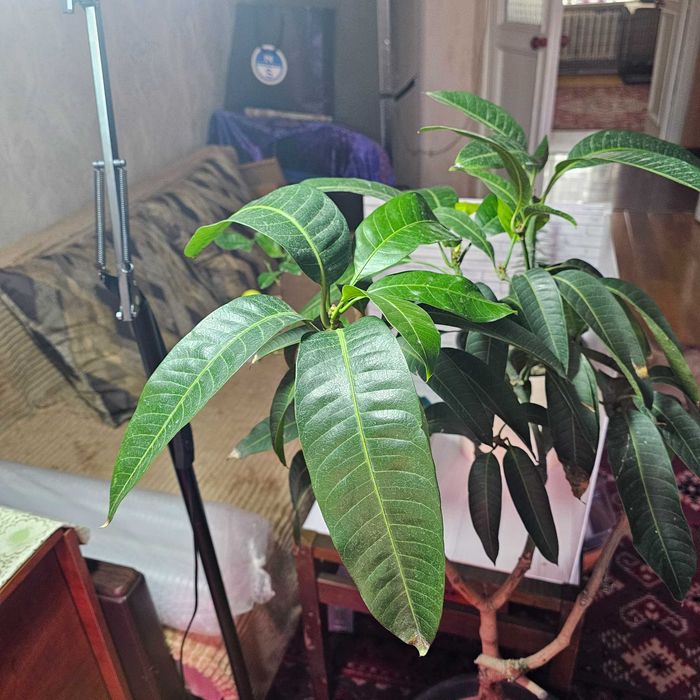 Манго  плодоносящее