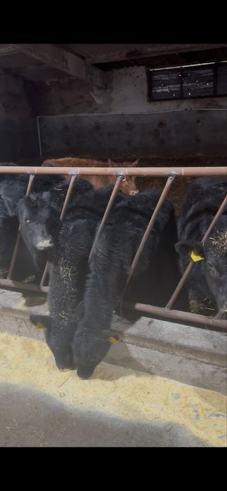 De vinzare vitei si vitele 30-35 bucati