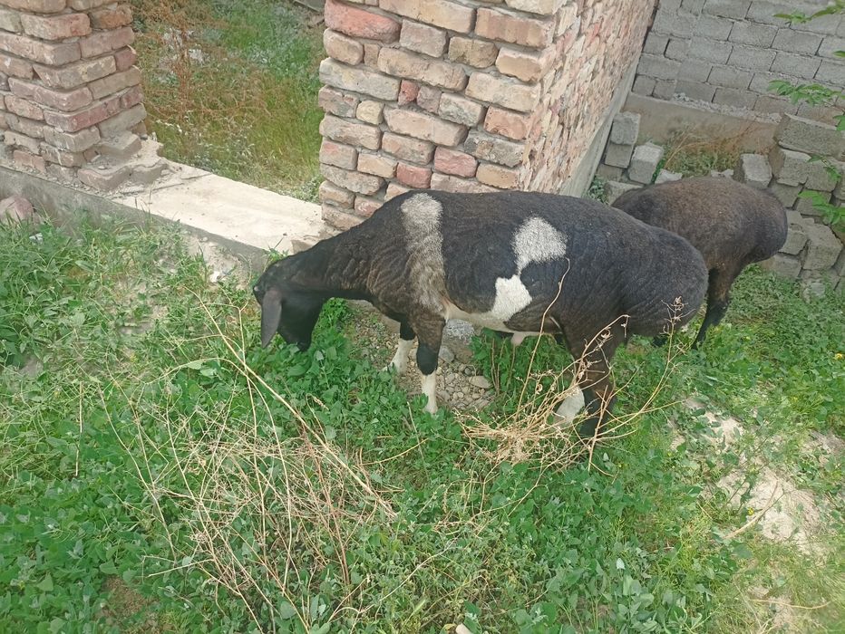 Койлар сотилад 2та 65000дан