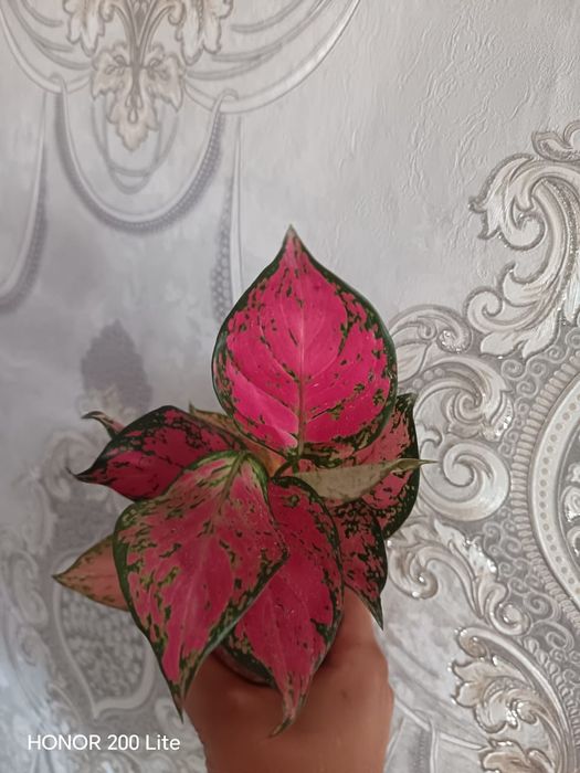 Продам фикус и Аглаонема