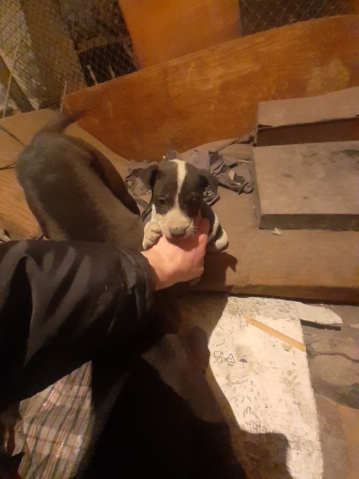 Продаю щенка питбуля