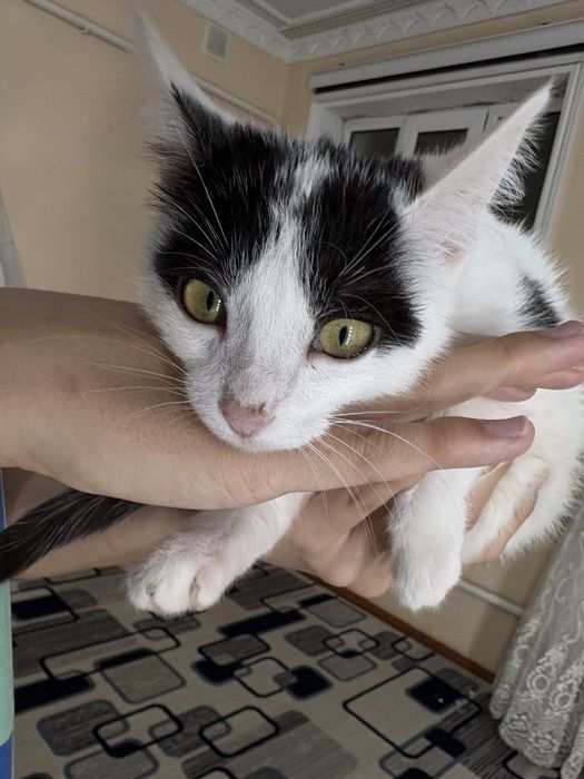 пишик сатылады жаксы багатын адамга