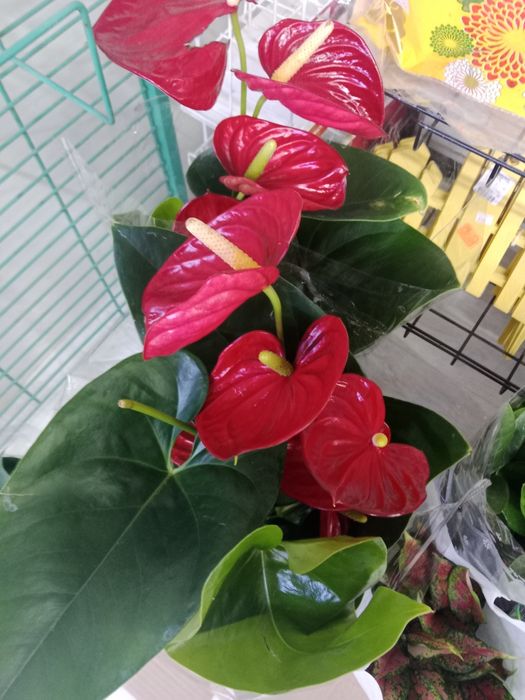 Комнатные растения