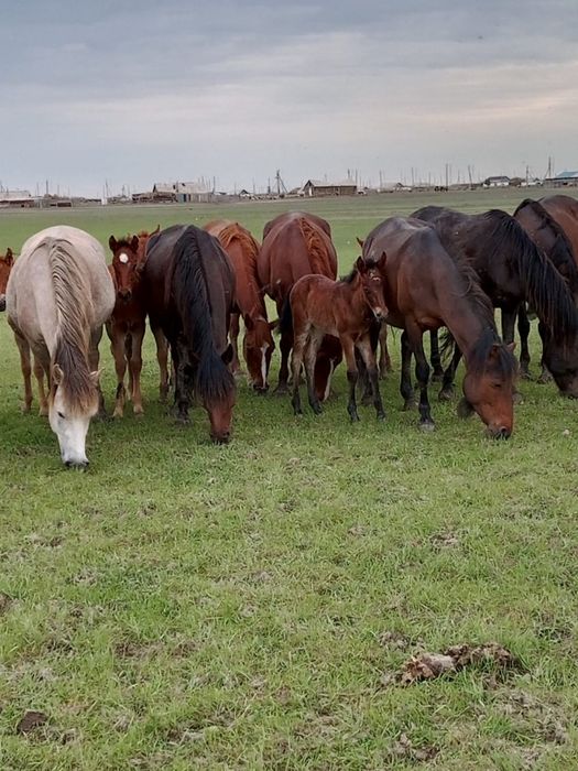 Жылқы Үйір табун бие айғыр