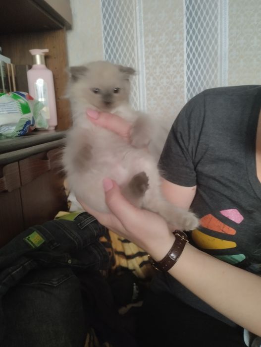 Котик породистый