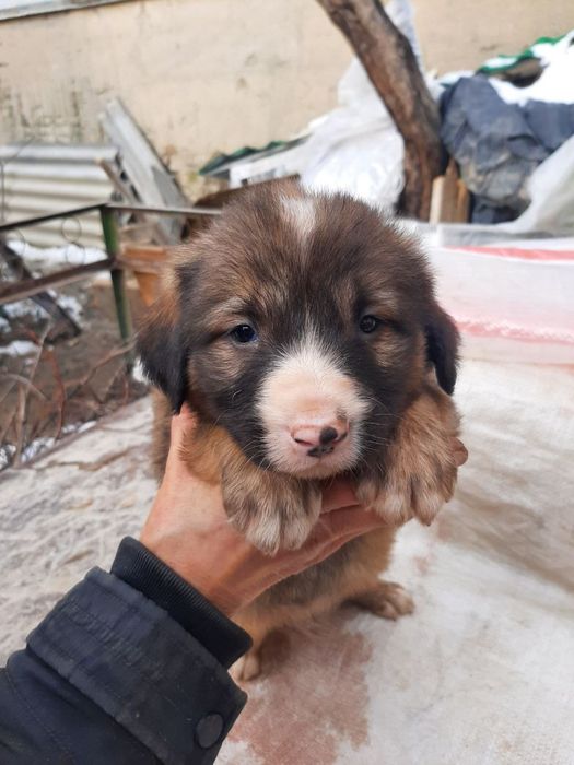 Отдадим собачек в добрые руки