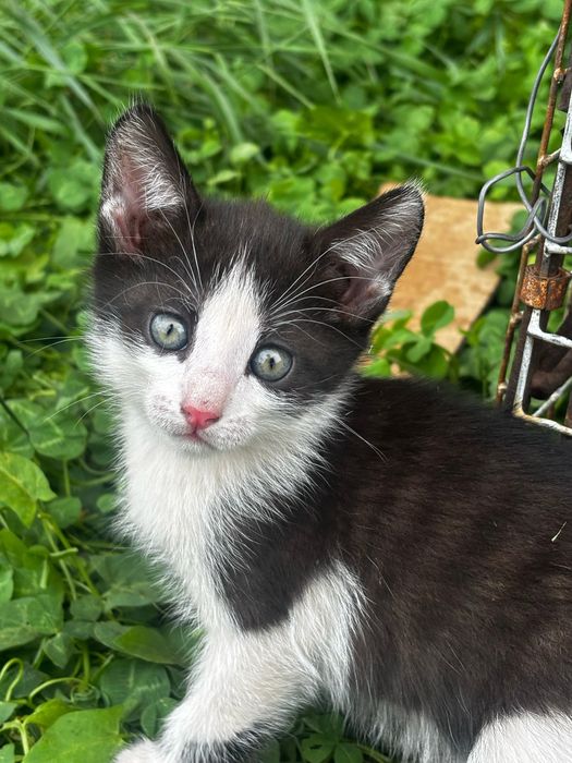 Отдам котят в добрые руки