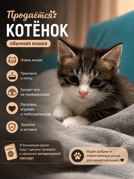 Котенок 3 месяца