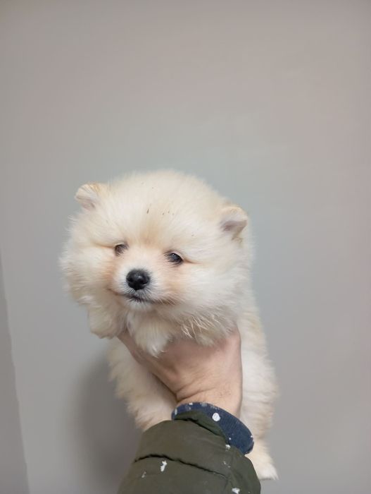 Померан женски / момиче