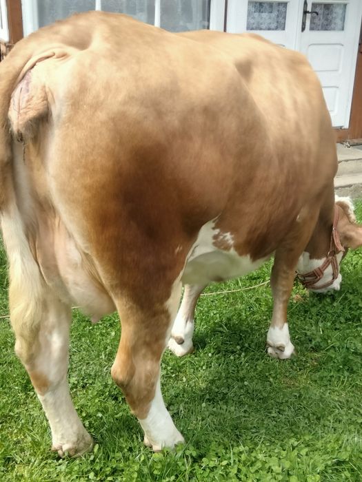 Vând vaca Baltata Românească a