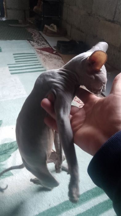 Сфинкс кошка продаю