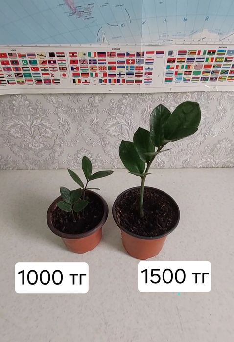 Долларовое дерево