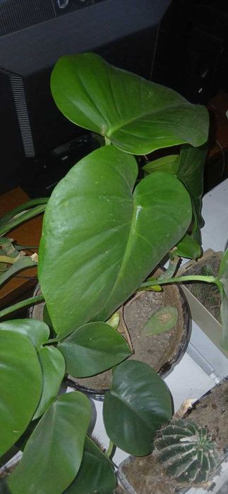 Цветы: филодендрон, шеффлер, фикус каучуконосный, спатифиллум