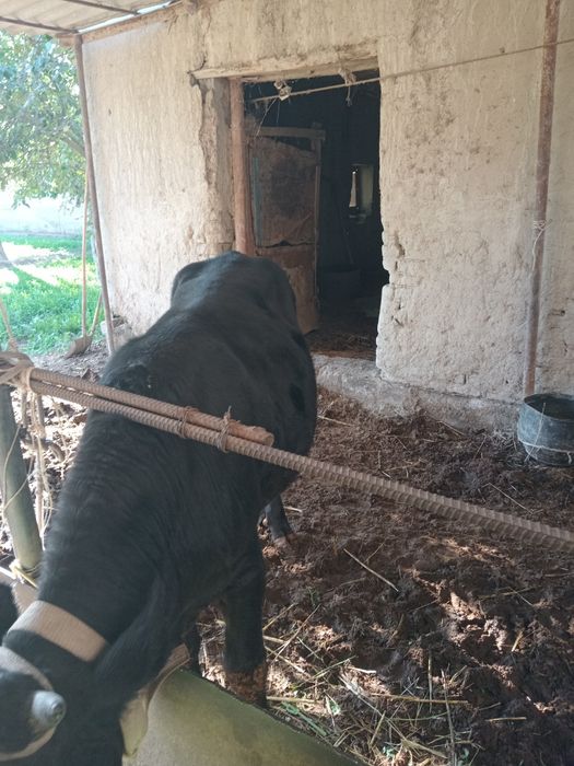 BUQA va qo'y sotiladi