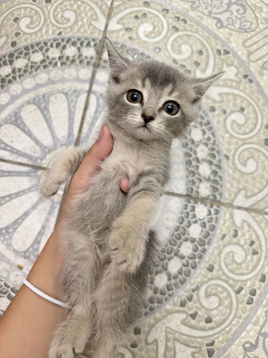 Котята шиншилы шымкент