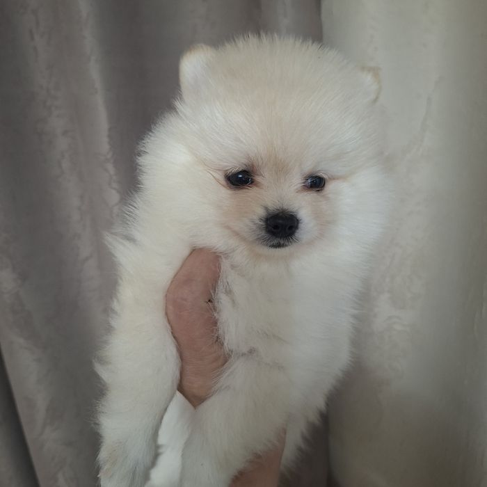 Очаровательные щенки шпица