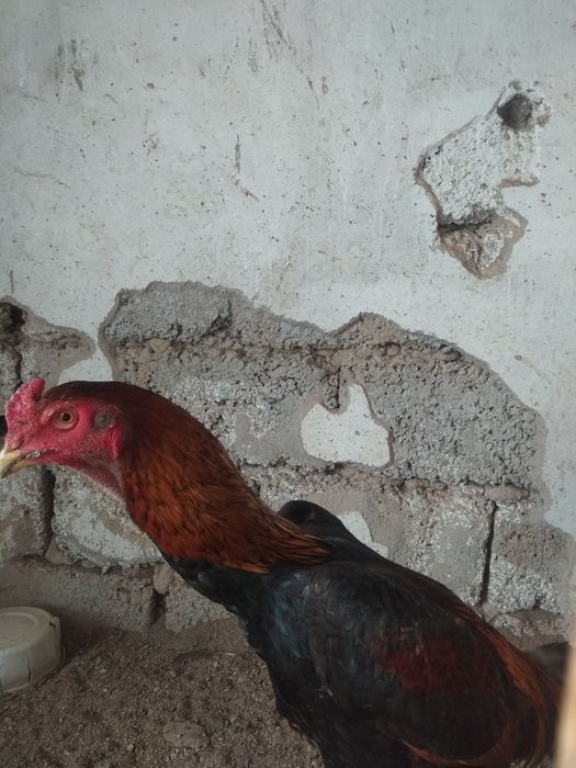 9 1 2 haftalik jinsiy aloqa