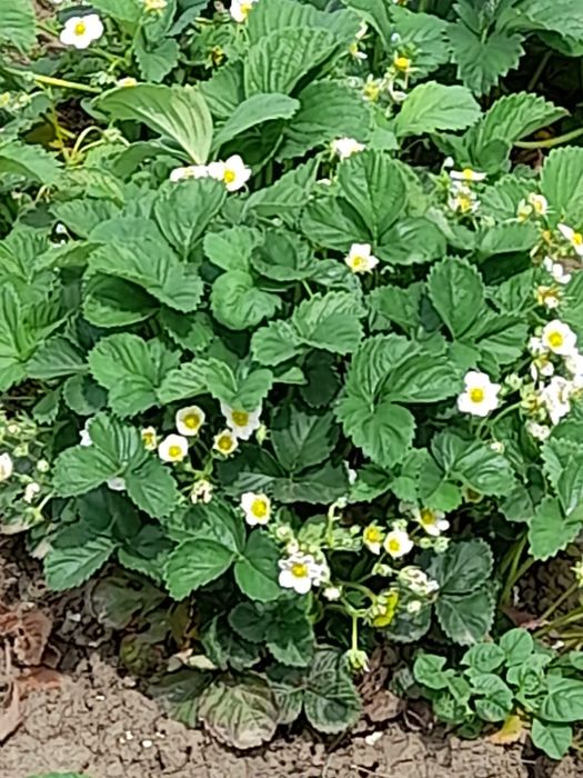 Vând stoloni de căpșuni