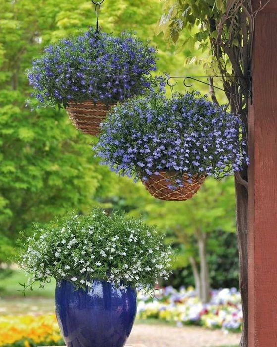 Уй сотувда 4 ХОНА 7 сотик  Арзон нархда Кибрай рн ШАРК МФЙ