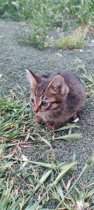 Котенок ищет дом