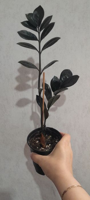 Долларовое дерево Замиокулькас