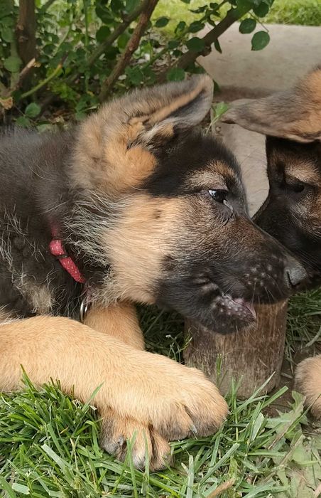 Немецкая овчарка