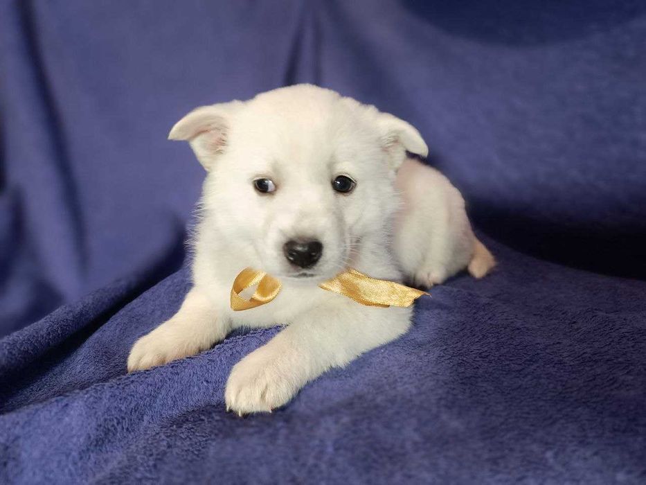 Щенки в хорошие руки