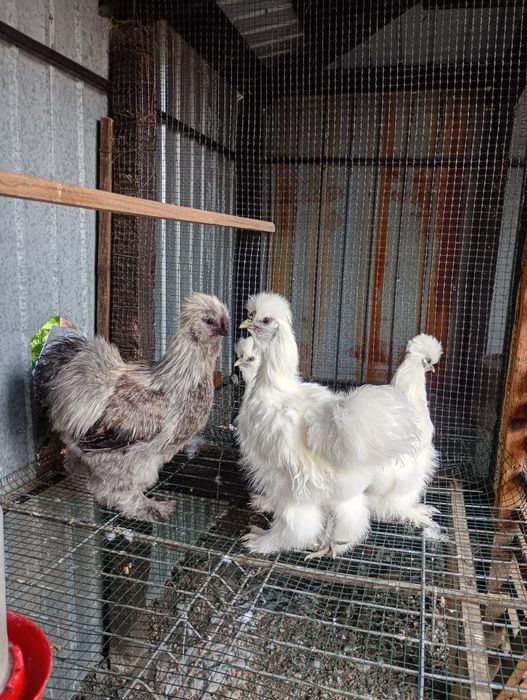 Silkie, mătase japoneză !