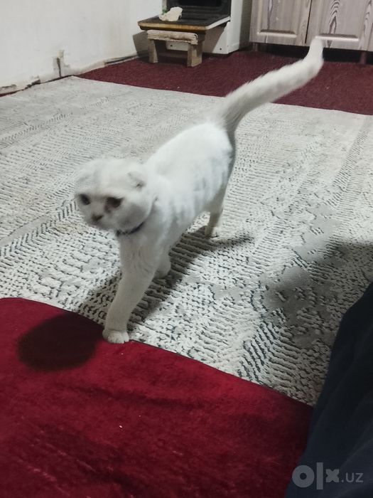 Mushuk srochna sotiladi