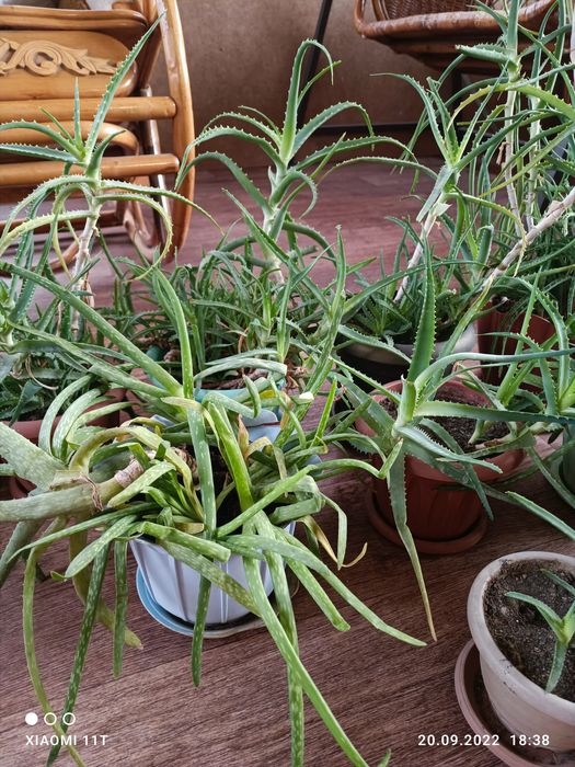 Спешите приобрести алоэ.