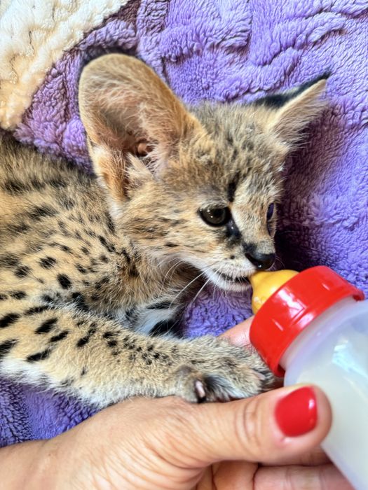 Сервал . Кошечка . Чистокровная