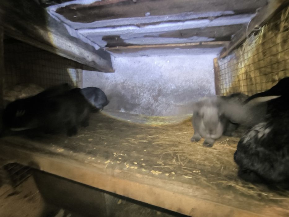 Кролики крупные самцы самки