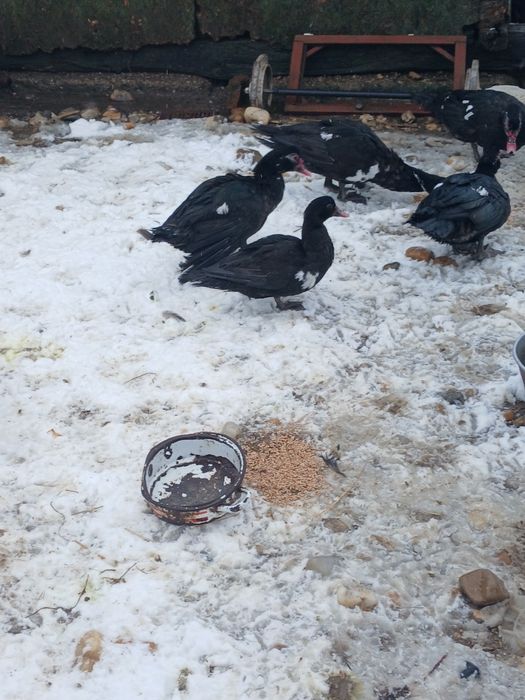 De vânzare rate lesesti