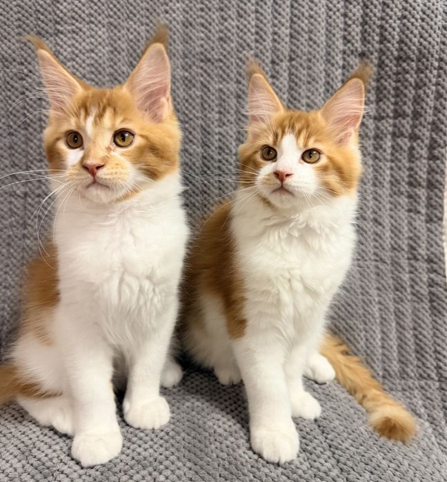 Перспективный кот мейн-кун