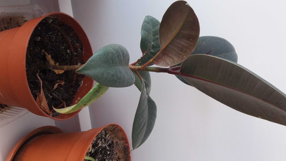 Продам комнатные цветы. Фикус. Цена - 5000