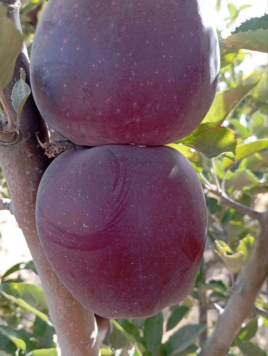 Садовник опытный. Богбон по городу Тошкент работаю