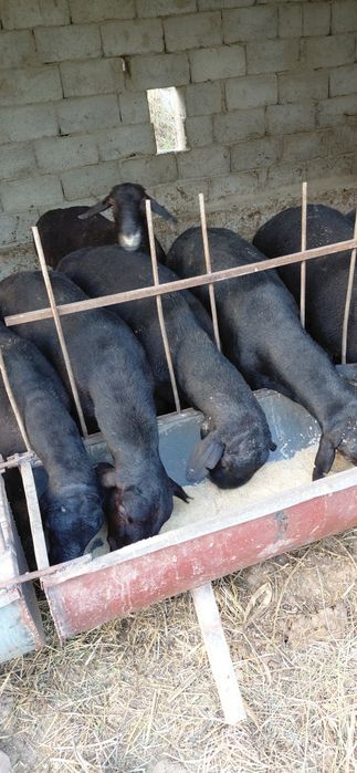 Toza Hisori Qo'zi Qo'chqorlar sotiladi.