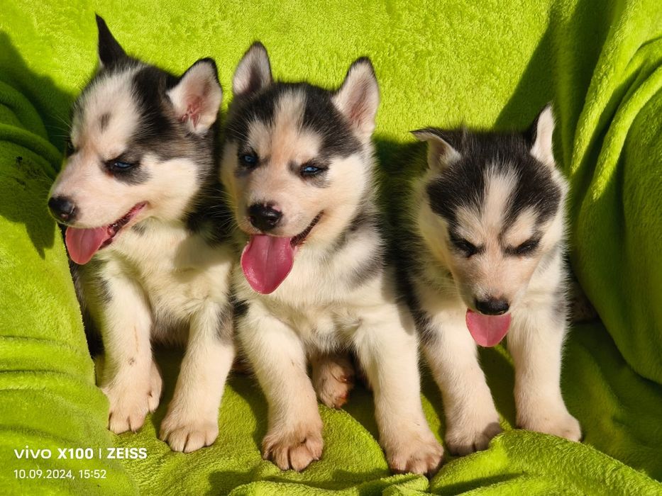 Щенки сибирской хаски.