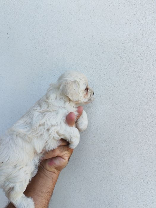 Fetița bichon maltez mini toy