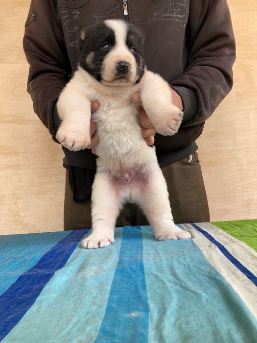 Шенок Туркменского Алабая ( чистокровный )