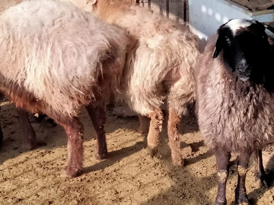 Продам баран г. ТАРАЗ