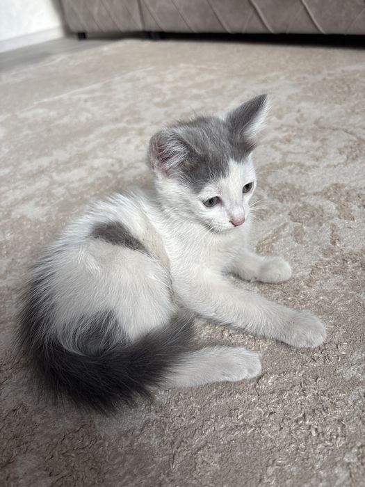 Кот домашний.   .
