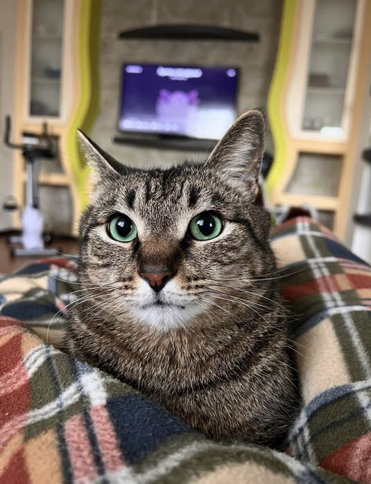 Отдам кота в добрые руки