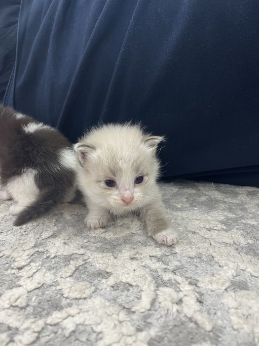 Котята породистые