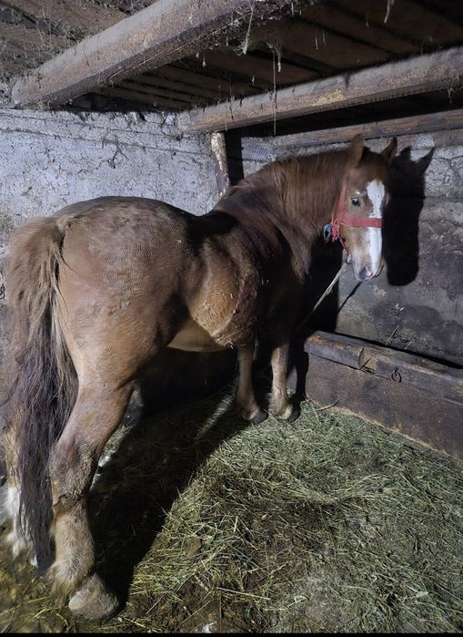 Cal garantat de vânzare