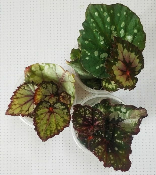 Детки бегоний сортовых