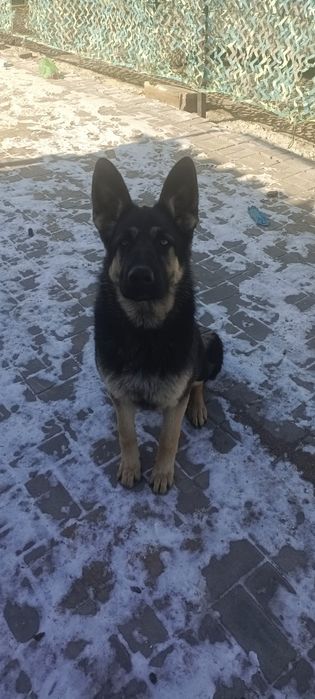 щенок овчарки, Девочка. 8 месяцев. знает некоторые команды.