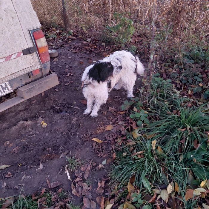 Donez câine talie medie